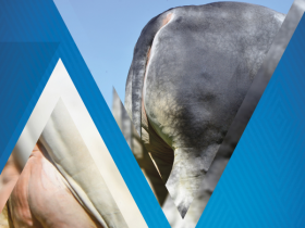 Guzerá lança guia de cruzamento durante ExpoZebu