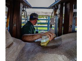 Pesquisa de técnico da ABCZ destaca potencial da IA na predição de prenhez e da ultrassonografia de carcaça na herdabilidade das características de qualidade de carne da raça Nelore