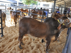 Inscrições de animais para ExpoZebu 2016 já estão abertas