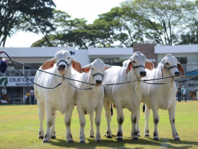 ExpoBrahman começa na próxima semana