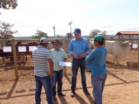 Feira de Touros em Jequitaí atende à forte demanda por zebuínos na região