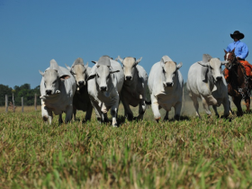 Novos certificados zoossanitários agilizam exportação de gado