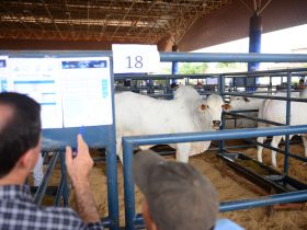 ExpoGenética 2022: Votação de touros do PNAT marca programação desta quarta-feira (24)