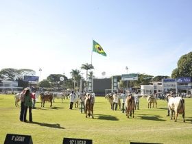 Inscrições com maior desconto para 83ª ExpoZebu terminam na 2ª feira 