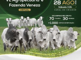 ‘Leilão Virtual VL Agropecuária e Fazenda Veneza’ será realizado no próximo sábado