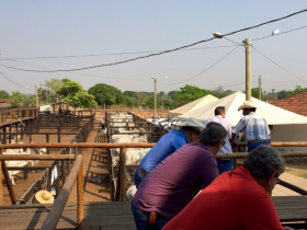 Semana fecha com quatro feiras do Pró-Genética