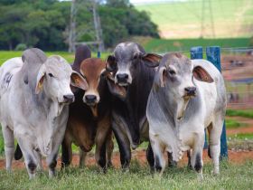 Prova de Eficiência e Performance Brahman entra na reta final