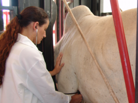 CFMV defende saúde única no Dia do Médico Veterinário 