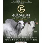 Leilão Guadalupe Edição Expozebu