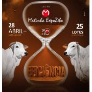 Leilão Matinha Expozebu